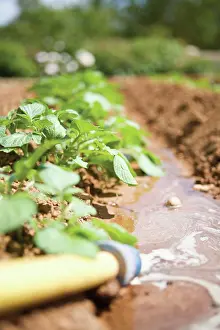 Sprouting: Irrigation