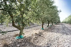Olea: Irrigation hoses in an olive grove, Provence, France