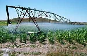 Irrigation: Irrigation - maize