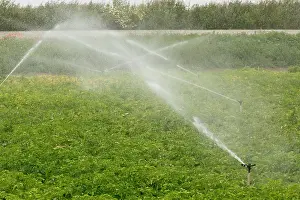 Drying: Irrigation of potato crop on land adjacent to Coto
