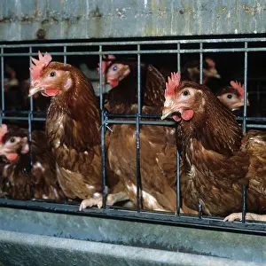 Caged: Isa brown chickens