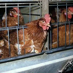Caged: Isa brown hens