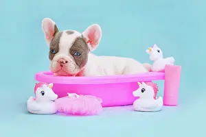 Pied: Isabella pied French Bulldog dog puppy in pink bathtub