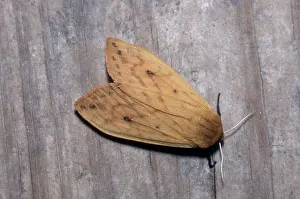 Woolly: Isabella Tiger Moth