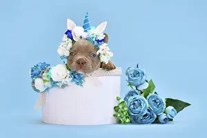 Container: Isabelle French Bulldog dog puppy with unicorn headband