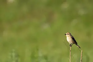 Oiseau: Isabelline Shrike