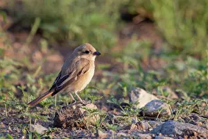 Oiseau: Isabelline Shrike