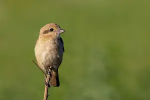 Oiseau: Isabelline Shrike