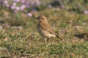 Wheatears: Isabelline Wheatear