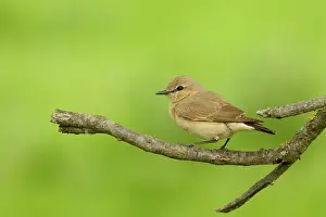 Oenanthe: Isabelline Wheatear