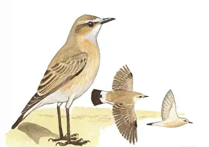 Oenanthe: Isabelline Wheatear