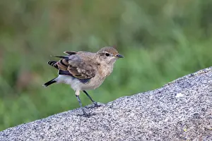 Passereau: Isabelline wheatear