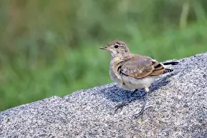 Passereau: Isabelline wheatear
