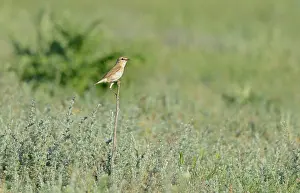 Oenanthe: Isabelline Wheatear (Oenanthe isabellina), Danube