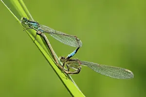 Damselfly: Ischnura elegans