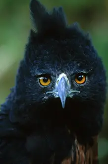Andean: Isidori's Eagle