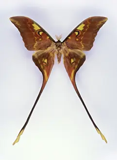 Luna: Isis Luna Moth