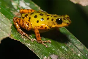 Morph: Isla Colon morph Strawberry Poison Frog (Oophag