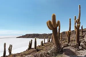 Hedgehog: Isla Incahuasi with centuries-old cacti (Echinopsis