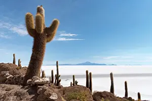 Hedgehog: Isla Incahuasi with centuries-old cacti (Echinopsis
