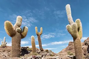 Hedgehog: Isla Incahuasi with centuries-old cacti (Echinopsis