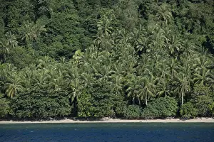 Thick: Island - with beach with white sand and thick vegetation