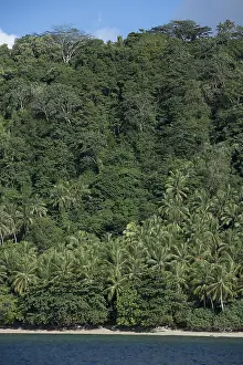 Thick: Island - with beach with white sand and thick vegetation