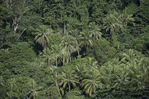 Thick: Island - coconut trees and thick vegetation - Raja