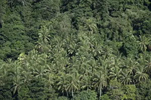 Thick: Island - coconut trees and thick vegetation - Raja