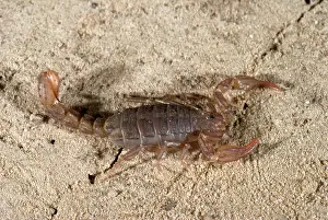 Minimus: Island Endemic Scorpion