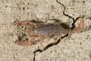 Minimus: Island Endemic Scorpion