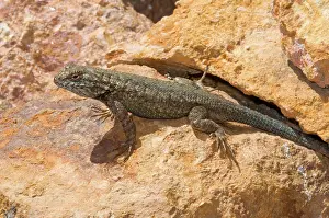 Phrynosomatidae: Island Fence Lizard