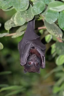 Pteropus: Island Flying Fox - resting during daytime