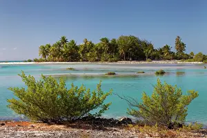 Tikehau: Island landscape, bush, palm trees, lagoon, Tikehau