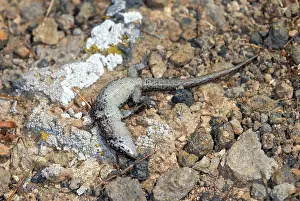 Barbara: Island Night Lizard