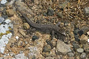 Barbara: Island Night Lizard