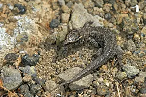 Barbara: Island Night Lizard