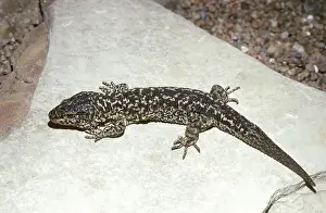 Xantusia: Island Night Lizard (Xantusia riversiana)