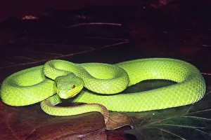 Vomeronasal: Island Pit Viper