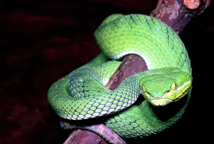 Vipers: Island Pit Viper