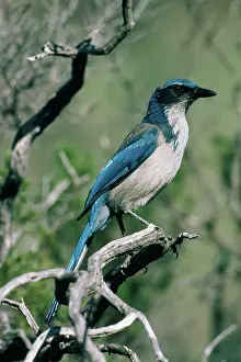 Aphelocoma: Island Scrub Jay