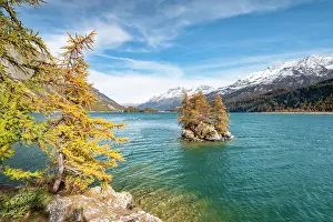 Engadin: Island at the Silsersee, discoloured larches in