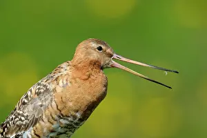 Islandica: Islandic Black-tailed Godwit