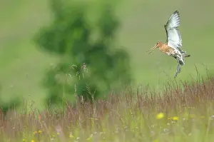 Islandica: Islandic Black-tailed Godwit