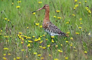 Limosa: Islandic Black-tailed Godwit