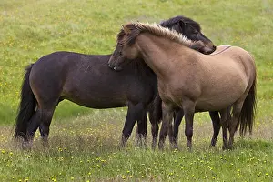 Ferus: Two Islandic Horses (Equus ferus caballus) at the