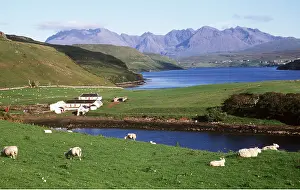 Skye: ISLE OF SKYE - Cuillin Hills & Sheep