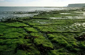 Ledges: ISLE OF WIGHT - Whitecliff Bay and Bembridge Ledges
