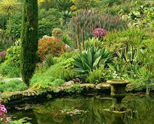 Tresco: Isles of Scilly - Abbey Gardens, Tresco