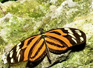 Invertebrates: Ismenius Butterfly